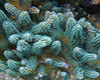 Coralli Duri SPS-
