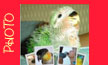 Le foto dei nostri pappagalli